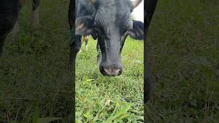 Black cow 🐂🐃cowyoutubeshorts gaumatashortsviral blackcow bhojpuri [upl. by Hoebart]