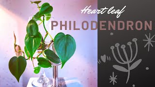 Philodendron Heartleaf needs a Repot Shorts [upl. by Eirok]