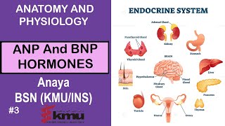 What Is ANP Atrial Natriuretic Peptide And BNP B Type Natriuretic Peptide In 3 Minutes [upl. by Aksel]