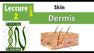 2aHistology of the dermis part1Skin [upl. by Claribel]