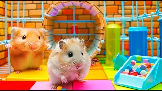 Hamster Faces the Death Wheel in the Scariest Maze 🐹 Maze for Hamster [upl. by Gildas]