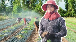 Sophal Spring Onion Farmer [upl. by Sandstrom]