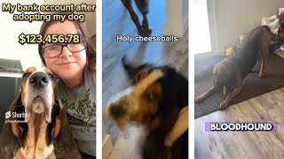 Basset Hound amp Bloodhound Short Compilation August 2024  RuledbyHounds 1 [upl. by Esirehc761]