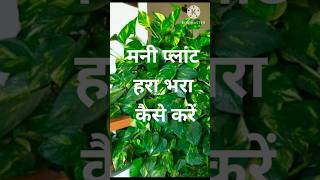 money plant care tipsgarden best plants [upl. by Eiramanitsirhc154]