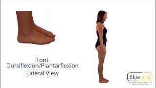 Foot Dorsiflexion Plantarflexion [upl. by Ahsekim519]