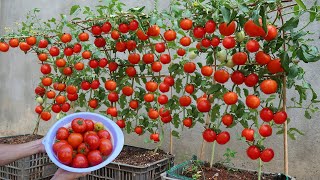 How to grow tomatoes fast and big fruit at home [upl. by Assiram]