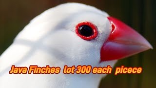 Java Finches lot 300 rs each pice finches java white birds viralvideo shorts viral trending [upl. by Aihseya789]