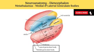 Metathalamus  Medial amp Lateral geniculate bodies  Location  Features  Connections  Comparison [upl. by Ardehs]