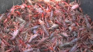 Grown on the Bayou  Southeast Texas Crawfish [upl. by Secnirp]