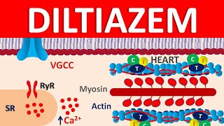 Diltiazem  Mechanism side effects precautions amp uses [upl. by Glyn866]