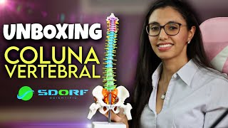 Coluna Vertebral Colorida SDORF Scientific  Unboxing [upl. by Eitnom]