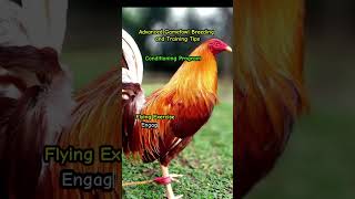 Advance Gamefowl Breeding and Training Program Conditioning Program [upl. by Aniroc]