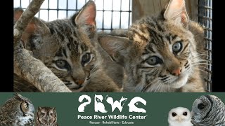 3 orphaned Bobcats grow up and released back to the Wild Bobcats BabyMammals [upl. by Hecker]