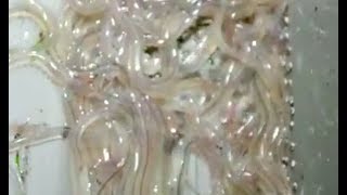 Pescando angulas  Fishing baby eels [upl. by Elcarim274]