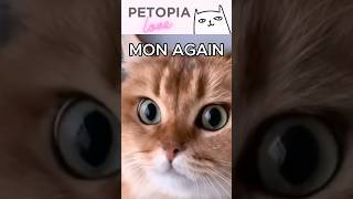 🤍5 Monday Blues Petopia 🐕 🐈 funny cute reels [upl. by Nesnar]