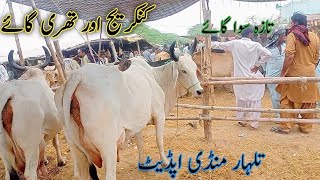 kankrej king cow  Milky cow  talhar Mandi update  6 July 2024 [upl. by Questa]