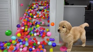 Surprising My Puppy with 1000 Balls falling down [upl. by Hubsher187]