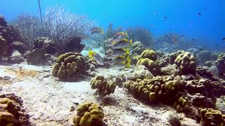 Bonaire  Scuba Diving  Rock Pile Petries Pillar and Small Wall  4k [upl. by Akeryt]