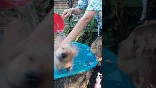 dog him cool monkey cat animals dog shorts youtube viralshort [upl. by Nosaes]