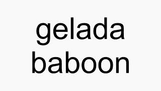 How to pronounce gelada baboon [upl. by Oneal]