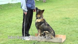 Dog Obedience Training  Positive Methods  K9 Ambassador [upl. by Dowski301]