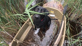 My Dogs First Retrieve Public marsh hunt in the Beavertail stealth 2000 [upl. by Shirah]