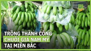 Trồng thành công chuối già Nam Mỹ tại miền Bắc  VTC16 [upl. by Cerveny]