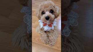 Maltipoo dog cute dogpets teddy puppy [upl. by Aikyt712]