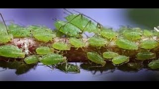 Муравьи и Тля Как бороться 2 Ants and aphids How to deal 2 [upl. by Benjamen638]