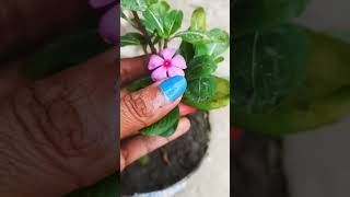 Barsat mein khubsurat phool jarur lagaen shorts gardening [upl. by Dirfliw]