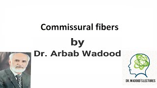 Commissural fibers  Neuroanatomy  Lecture 32 by Dr Arbab Wadood [upl. by Persons]