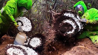 Amazing Giant Hornet Nest Removal  Using Protective jacket [upl. by Relly]