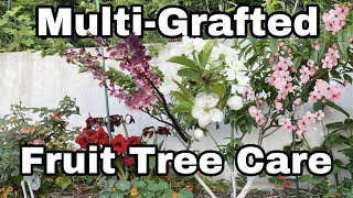 Multi  Grafted Fruit Tree Care  Top 5 Tips [upl. by Adelice]