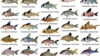 Corydoras ID Compilations part1 Awesome Cory Catfish For Aquarium Corydoras Collection Rare Cory [upl. by Anitrak]