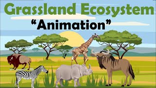 GRASSLAND ECOSYSTEM  Animation [upl. by Proctor]