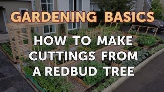 How to Make Cuttings From a Redbud Tree [upl. by Yelda]