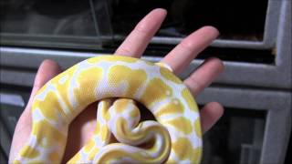 Small Albino Ball Pythons [upl. by Siver380]