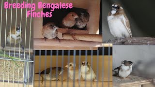 Bengalese Finches [upl. by Eon]