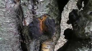 Finding Chaga [upl. by Roseline]