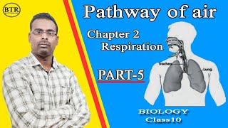 Pathway of air Chapter2 Respiration Class10 biology [upl. by Hermione]