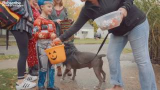 Kids React to a Pit Bull Rescue Dog that was labled quotAggressivequot [upl. by Lindley]