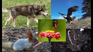 TERRESTRIAL ANIMALS  Which Animals live on Land [upl. by Enidan277]