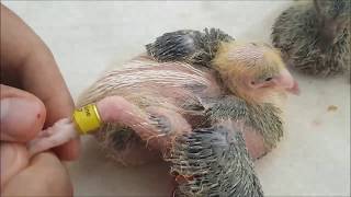 طريقة تركيب اختام الحمام خطوة بخطوة  How to Put on Ring or Band on Racing Pigeon [upl. by Notsirhc]