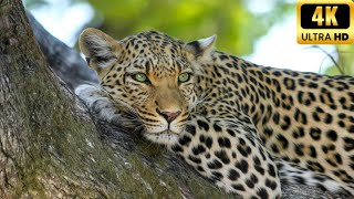 El leopardo caracteristicas y habitatMini Documental completo in español [upl. by Onfre50]