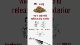 Má Huáng 麻黄  Ephedra Herba [upl. by Natehc]