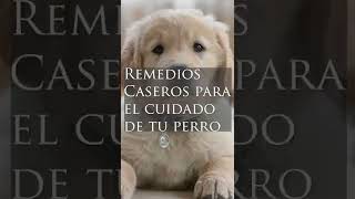 Remedios caseros para cuidar a tu perro 🐶 [upl. by Starling926]