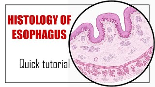 Histology of Esophagus  Fast Animated Histology Tutorial [upl. by Vasiliki873]