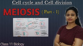 Meiosis  Part 1  Prophase 1  Cell cycle and Cell division  Class 11 biology  NEET AIIMS [upl. by Gratt]