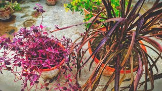 Garden Outlook Upgrade Loropetalum And Phormium Plants  UrduHindi [upl. by Hajan]