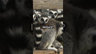 AMAZING Lemur Facts You Didnt Know 🙈 [upl. by Olivann]